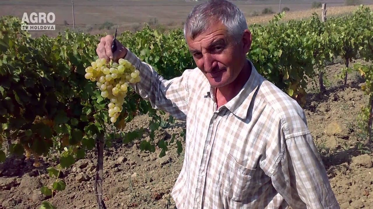 Gheorghe și Eugen Tabără, Nisporeni, 03.04.2016