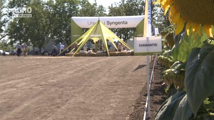 Syngenta o călauză sigură în Universul culturilor de success