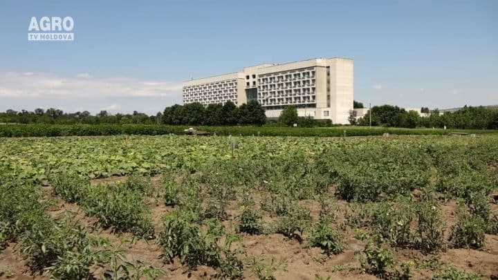 Suportul adaptării şi implementării Managementului Integrat de Protecţie a Plantelor în sol protejat în Republica Moldova