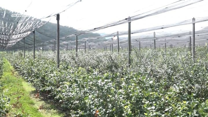 Vizita de studiu în Serbia a producătorilor de pomușoare