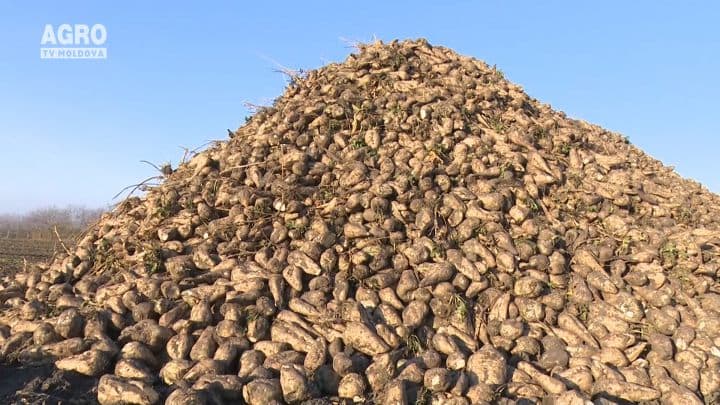 Particularitățile campaniei agricole de primavară pentru producătorii de sfeclă de zahăr