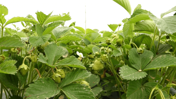 Producerea materalului săditor bacifer cu calități superioare