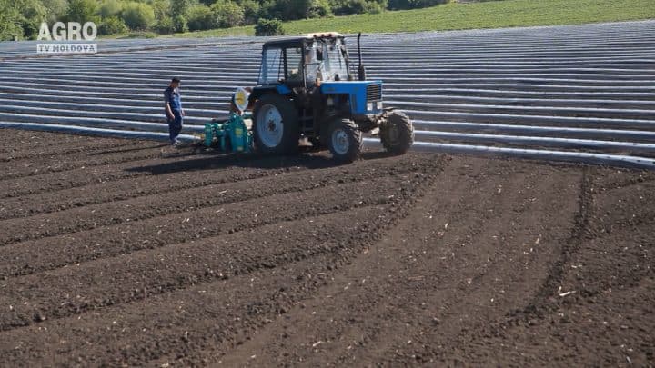 Cultivarea legumelor pe bilon cu peliculă mulci