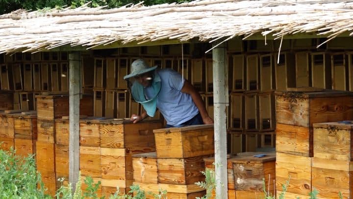 Agricultura Performantă în Moldova – Lecția nr.6, Apicultura