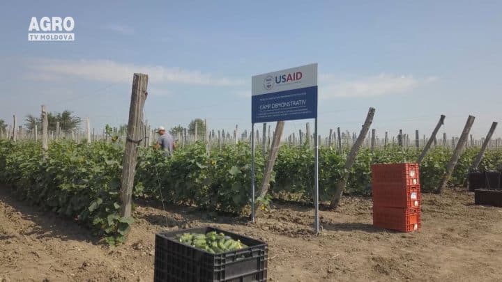 Încheierea contractelor în prealabil dintre producătorii de legume și procesatori
