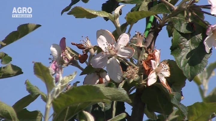 Normarea și planificarea recoltei de fructe este un procedeu agrochimic necesar