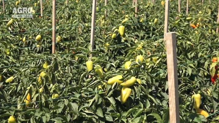 Baștina din 19.08.2018