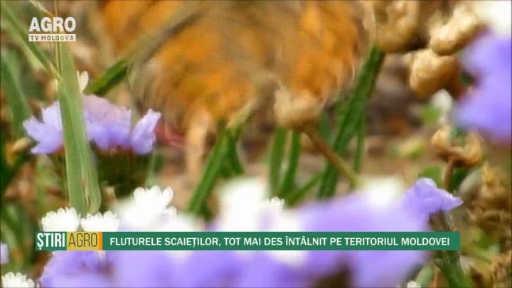 Fluturele scaieților, tot mai des întâlnit pe teritoriul Moldovei