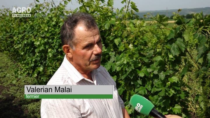 Valerian Malai, s.Negureni, Telenești, 26.06.2016