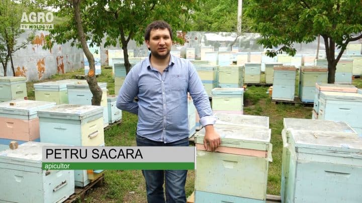 Despre apicultura modernă
