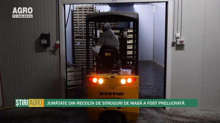 Jumătate din recolta de struguri de masă a fost prelucrată