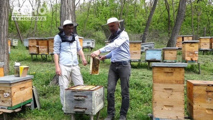 Agricultura Performantă în Moldova – Lecția nr.3, Apicultura