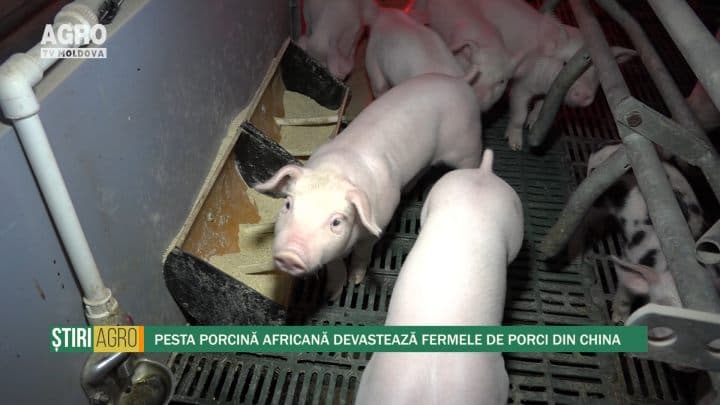 Pesta porcină africană devastează fermele de porci din China