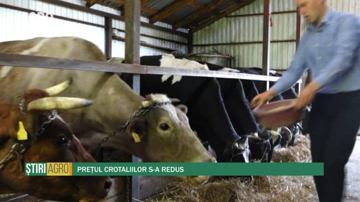 Prețul crotaliilor s-a redus