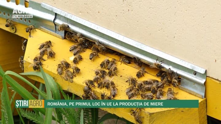 România, pe primul loc în UE la producția de miere
