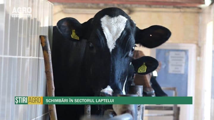Schimbări în sectorul laptelui
