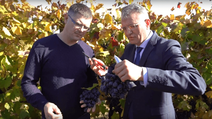 Recoltarea și păstrarea strugurilor de masă