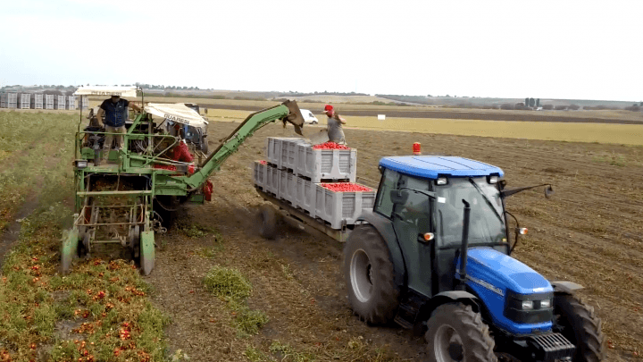 Tehnologia de cultivare în câmp deschis a tomatelor