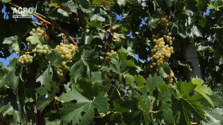 Baștina din 26.08.2018