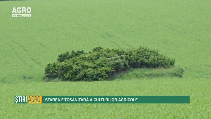 Starea fitosanitară a culturilor agricole