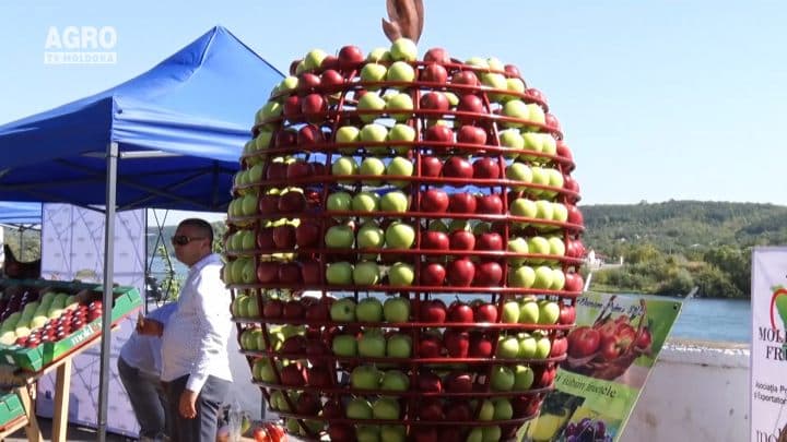 Festivalul Mărului, ediția a VII-a