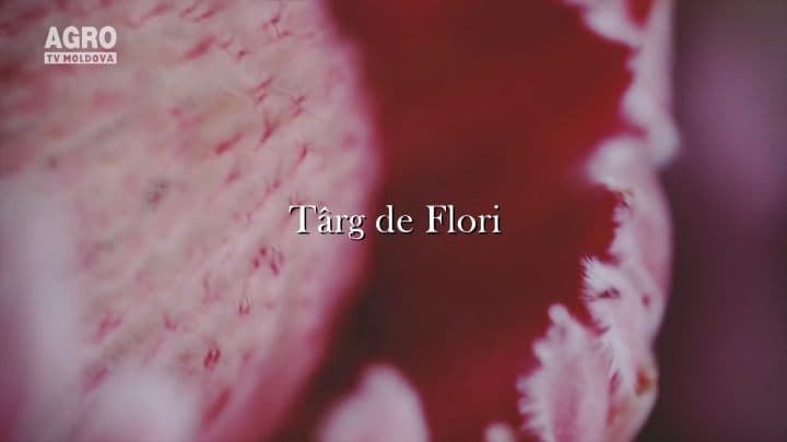 Târg de Flori
