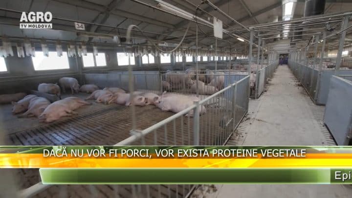 Dacă nu vor fi porci, vor exista proteine vegetale