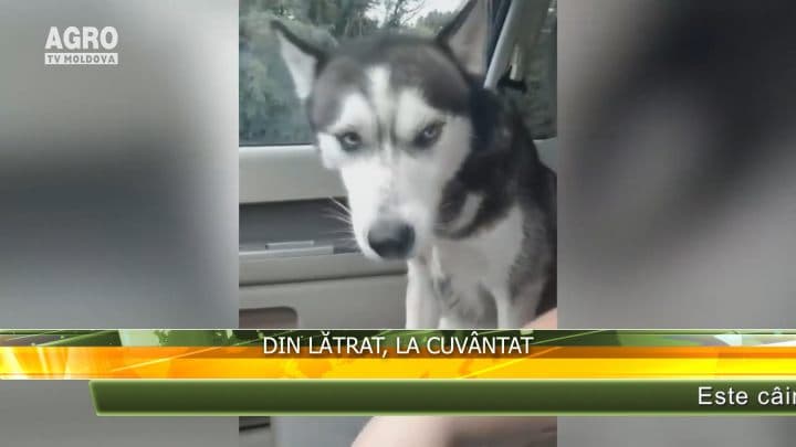 Din lătrat, la cuvântat