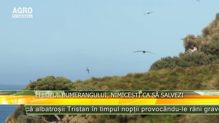 Efectul bumerangului, nimicești ca să salvezi