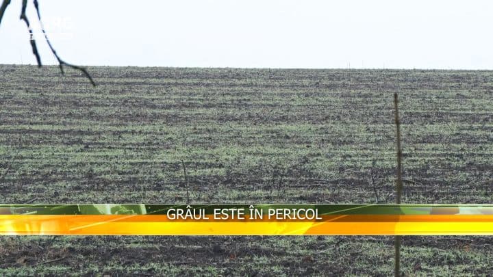 Grâul este în pericol