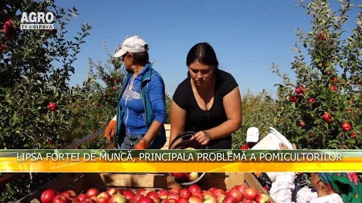 Lipsa forței de muncă, principala problemă a pomicultorilor