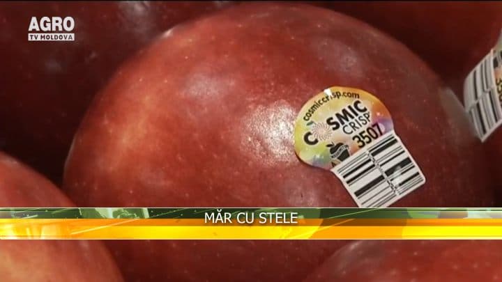 Măr cu stele
