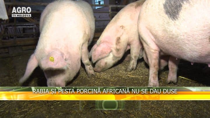 Rabia și pesta porcină africană nu se dau duse