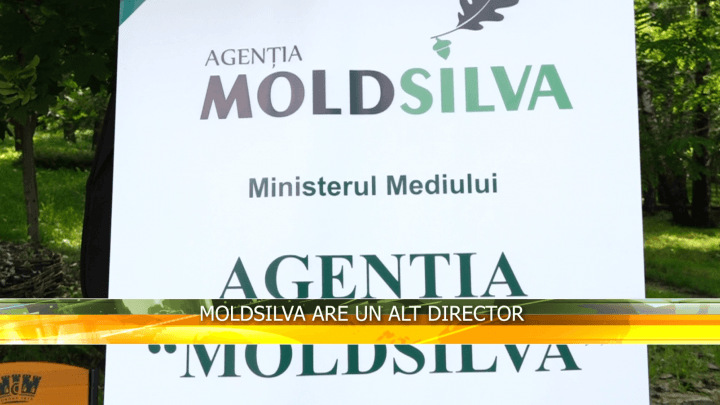 Moldsilva are un alt director