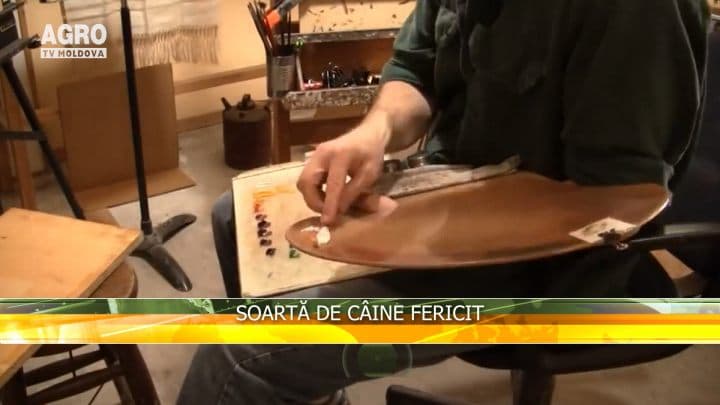 Soartă de câine fericit