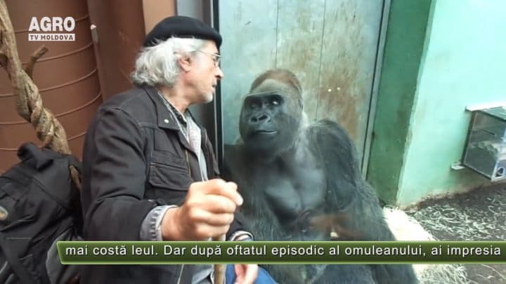 A naibii teorie a evoluției