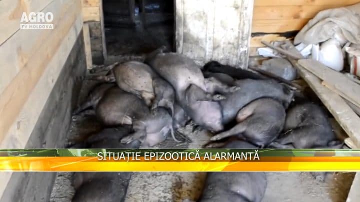 Situație epizootică alarmantă