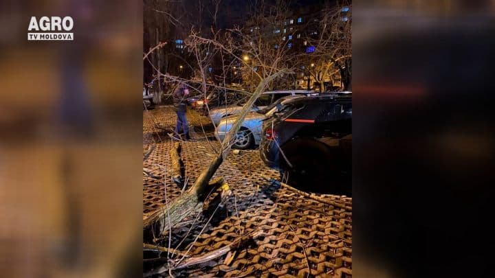 Vântul puternic a rupt copaci și a distrus mașini