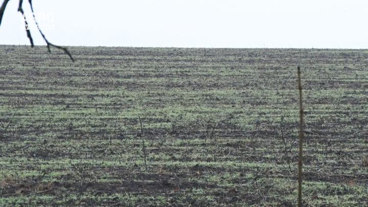 Vegetaţia culturilor a început cu o lună mai devreme