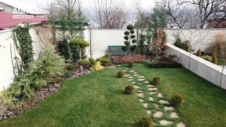 ZONA VERDE- IEDERA- PLANTĂ VEȘNIC VERDE