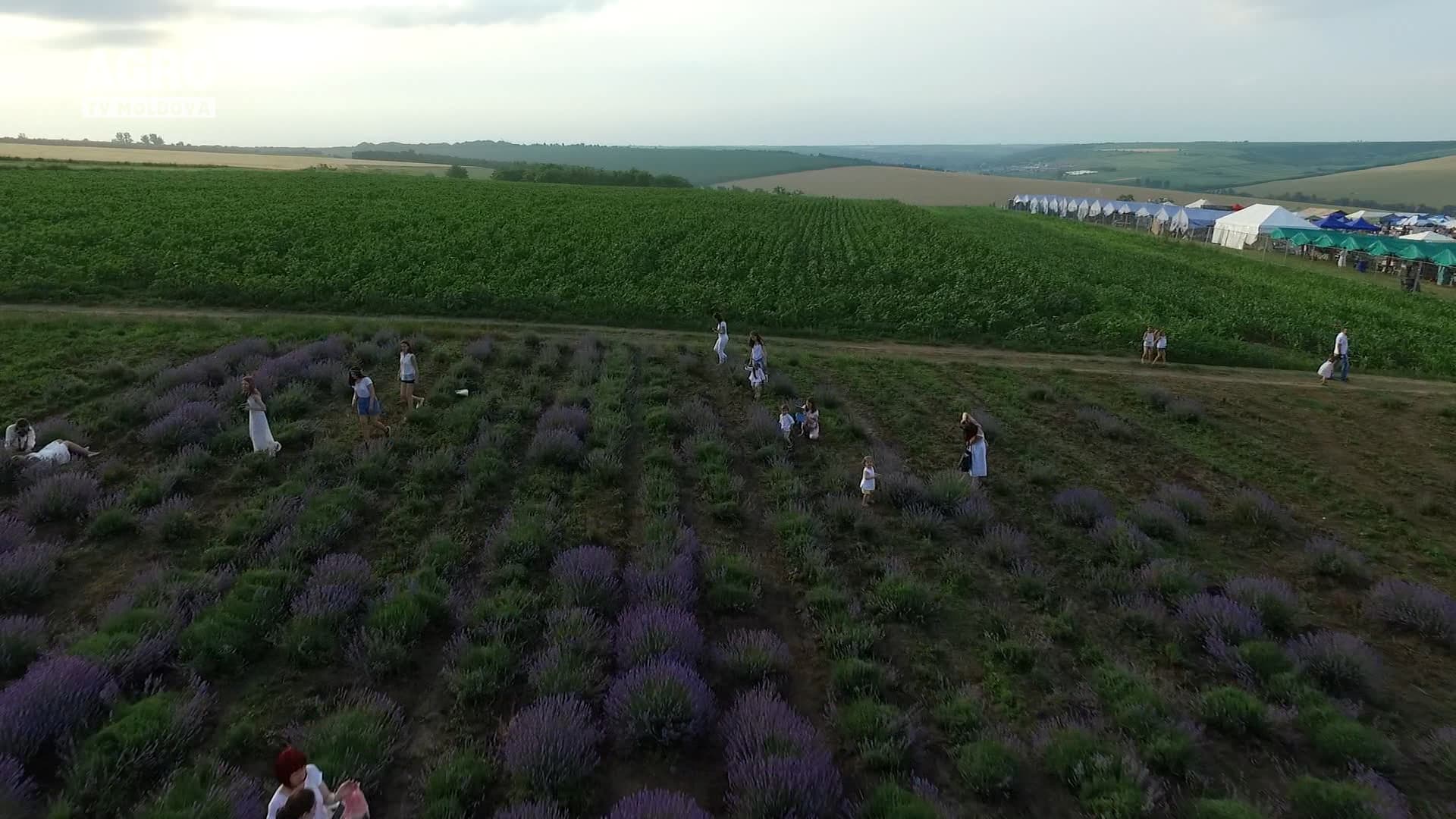 Plantele aromatice, profitabile pentru fermieri