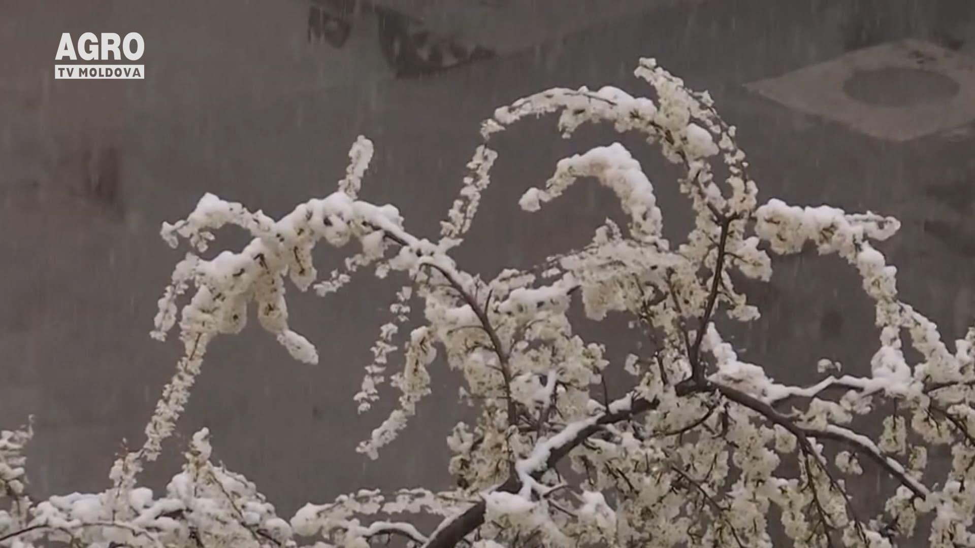 România, lovită de ninsori