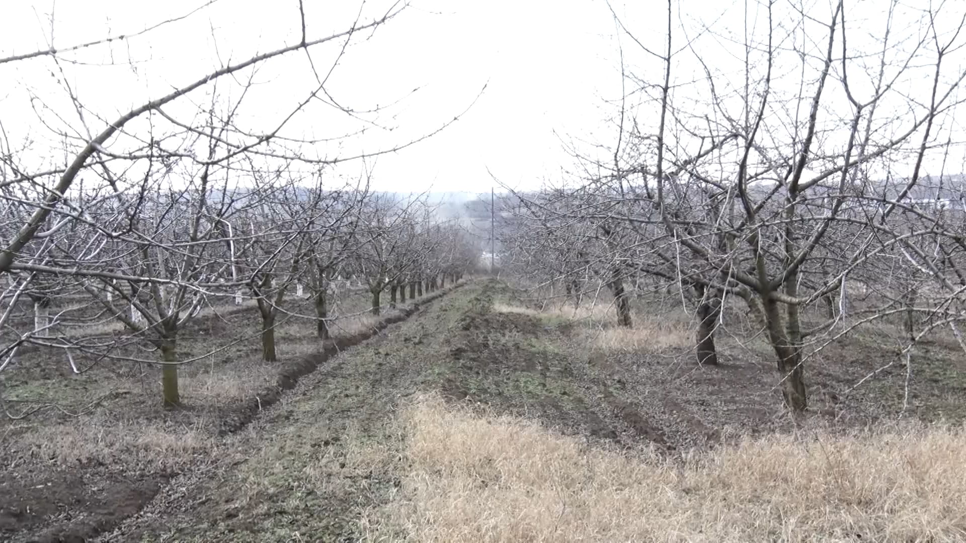 Sfaturi practice pentru curățarea pomilor