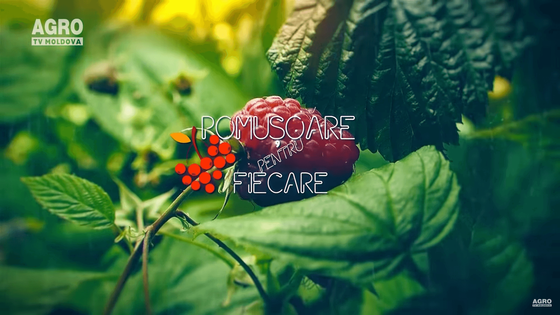 Pomușoare pentru fiecare