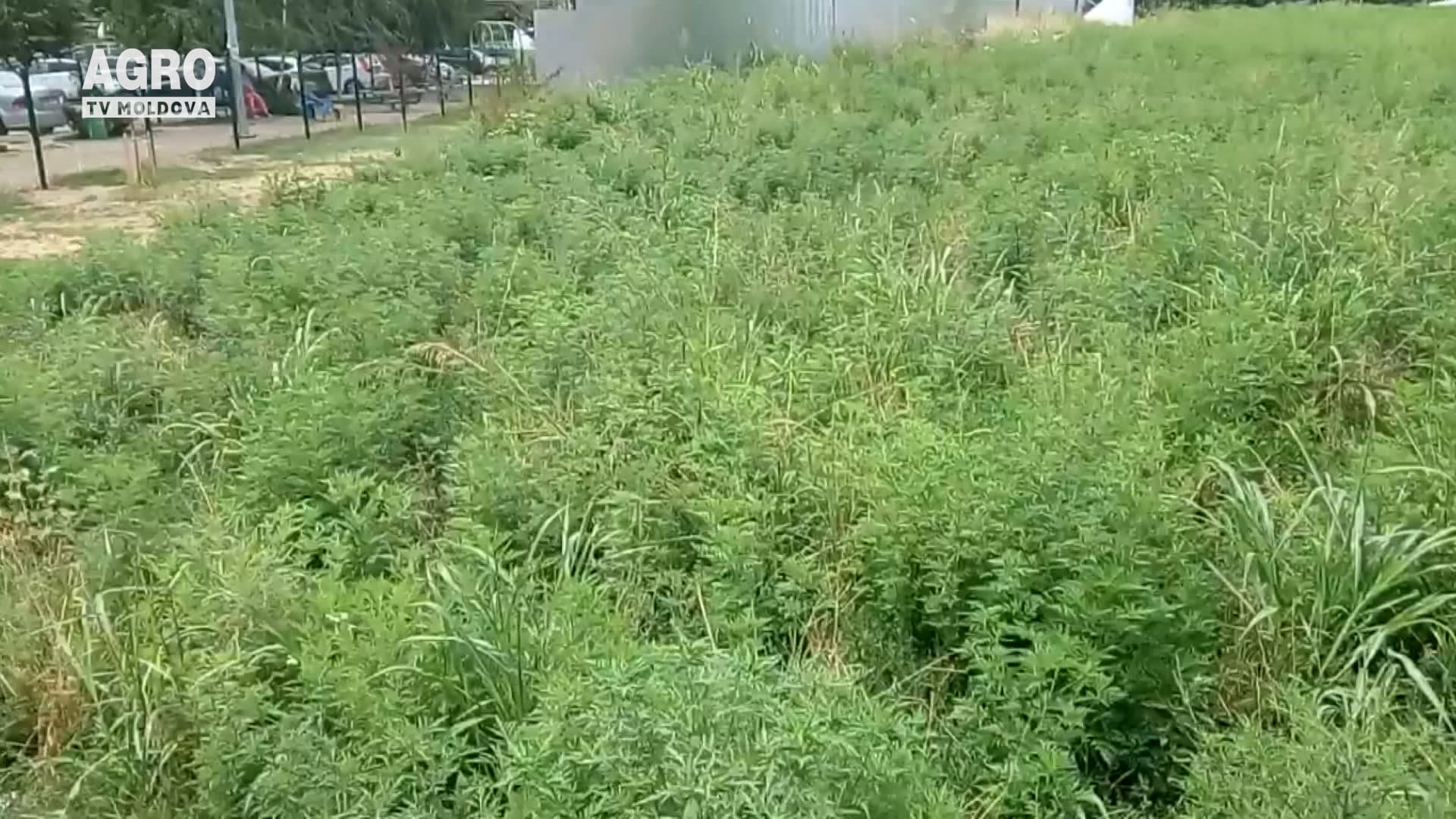 Ambrozia – aromatică, dar periculoasă