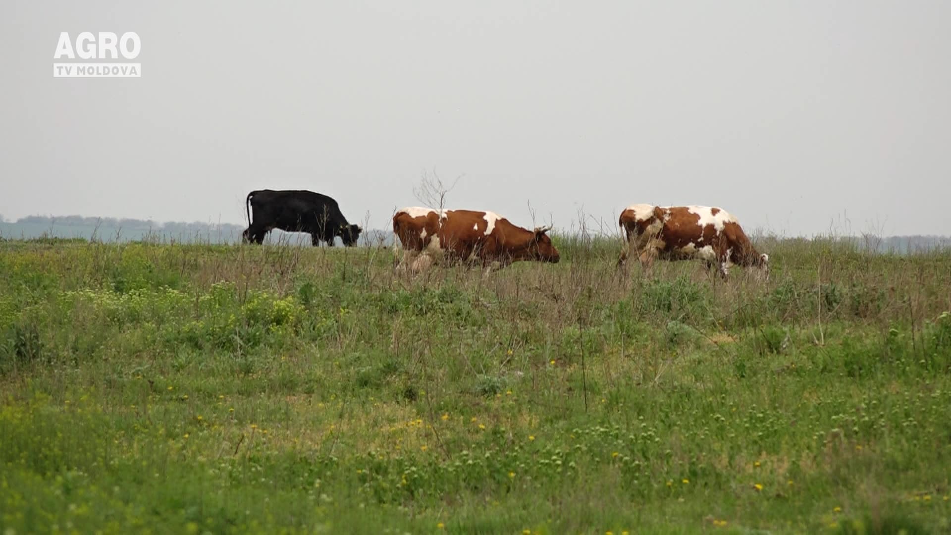 Recomandări pentru crescătorii de animale