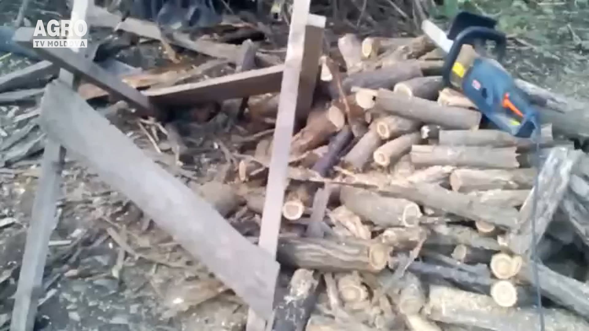Stop tăierilor de păduri