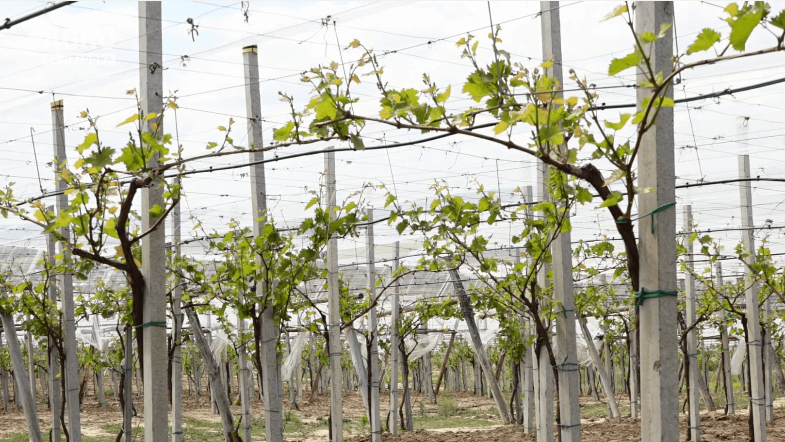 Formarea corectă a unei plante de viță de vie după sistemul Pergola Tendone
