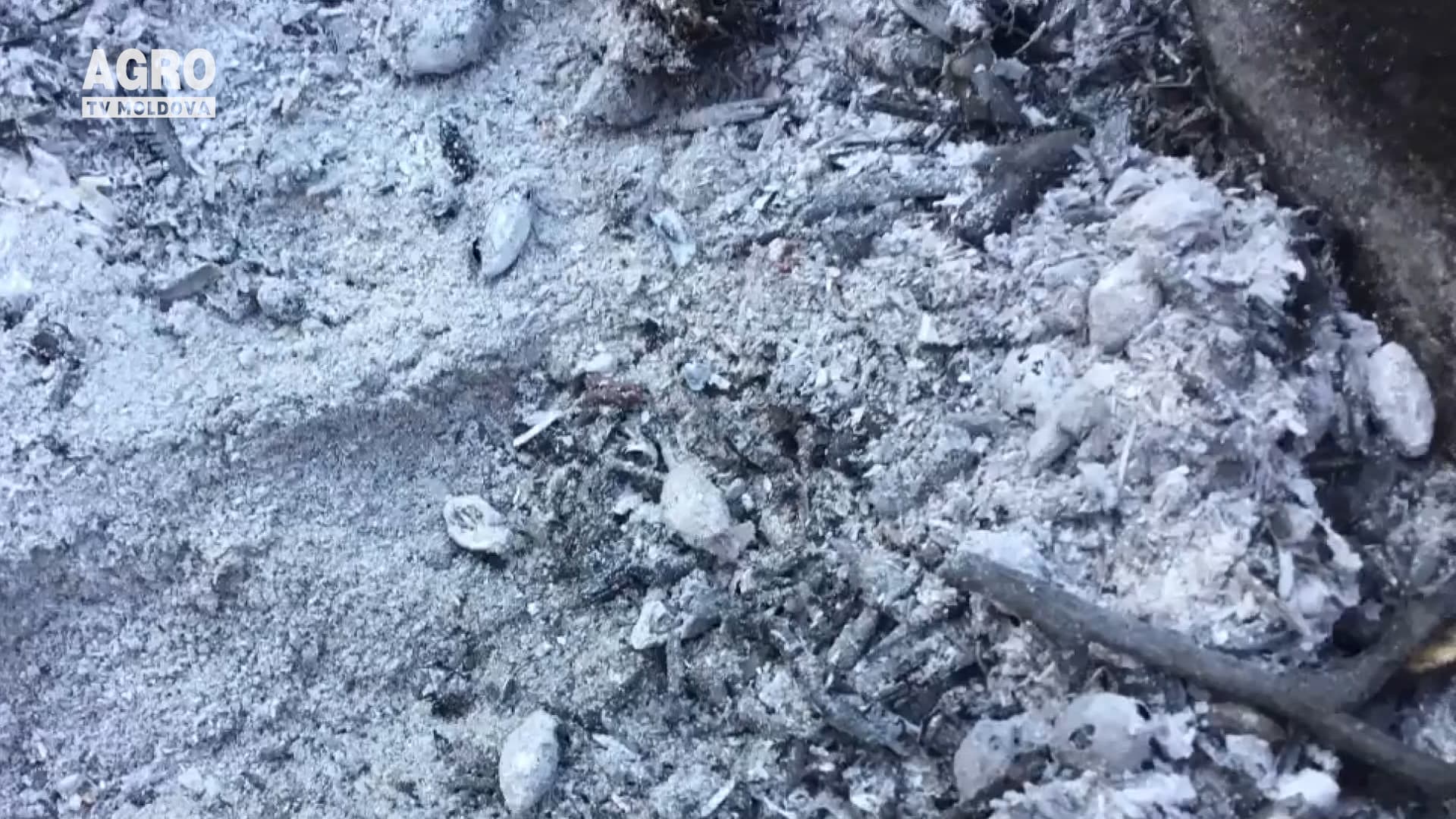 Cenușa – îngrășământ natural