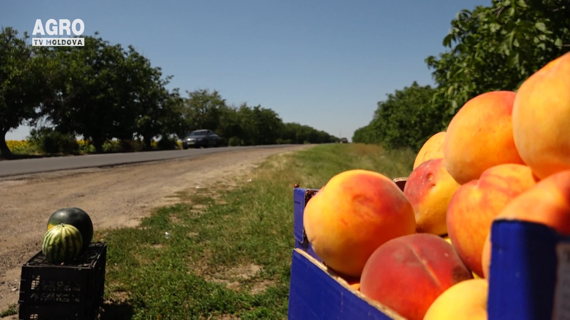 Mai puține piersici pentru export